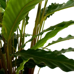 Calathea Rufibarba Bluegrass - Schaduwplant - P21 H85 - Kamerplant 8 Calathea Rufibarba Bluegrass - Schaduwplant - P21 H85 - Kamerplant -uinbenodigdheden Verkoop 2024 calathea rufibarba bluegrass schaduwplant p21 h85 6