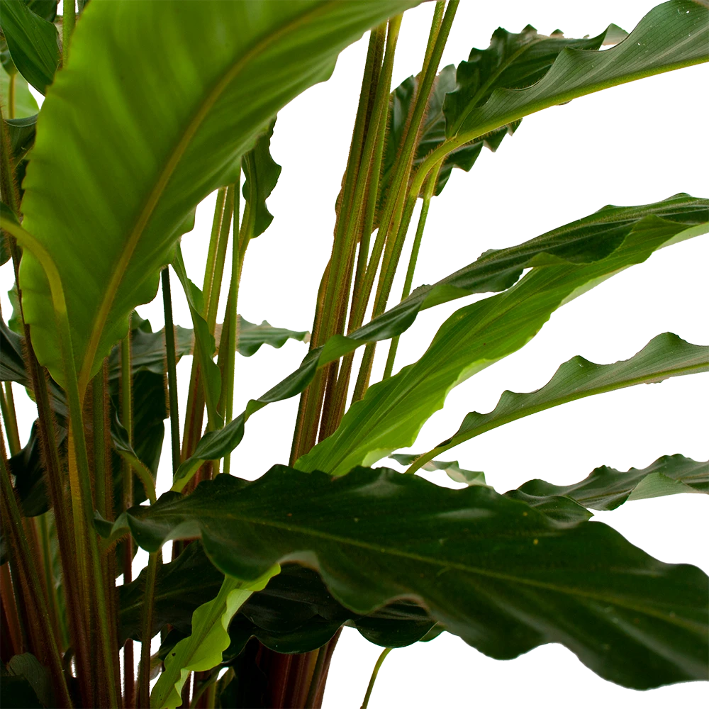 Calathea Rufibarba Bluegrass - Schaduwplant - P21 H85 - Kamerplant 5 Calathea Rufibarba Bluegrass - Schaduwplant - P21 H85 - Kamerplant - Image 3