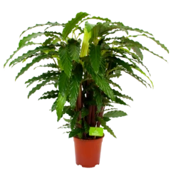 Calathea Rufibarba Bluegrass - Pauwenplant - P21 H105 - Kamerplant
