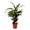 Calathea Rufibarba Wavestar - Pauwenplant - P19 H75 - Kamerplant 1 Calathea Rufibarba Wavestar - Pauwenplant - P19 H75 - Kamerplant -uinbenodigdheden Verkoop 2024 calathea rufibarba wavestar pauwenplant p19 h75 4