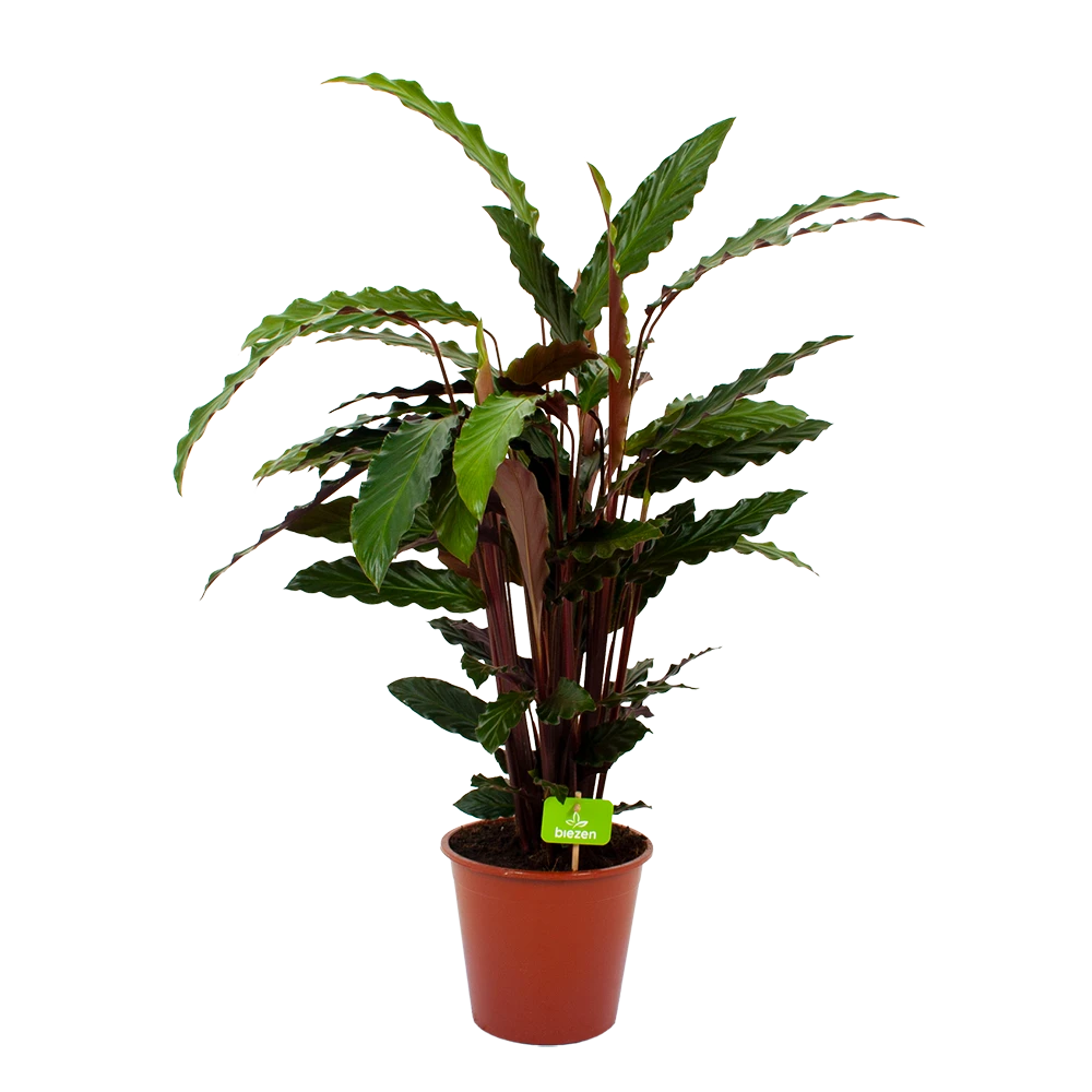 Calathea Rufibarba Wavestar - Pauwenplant - P19 H75 - Kamerplant 3 Calathea Rufibarba Wavestar - Pauwenplant - P19 H75 - Kamerplant