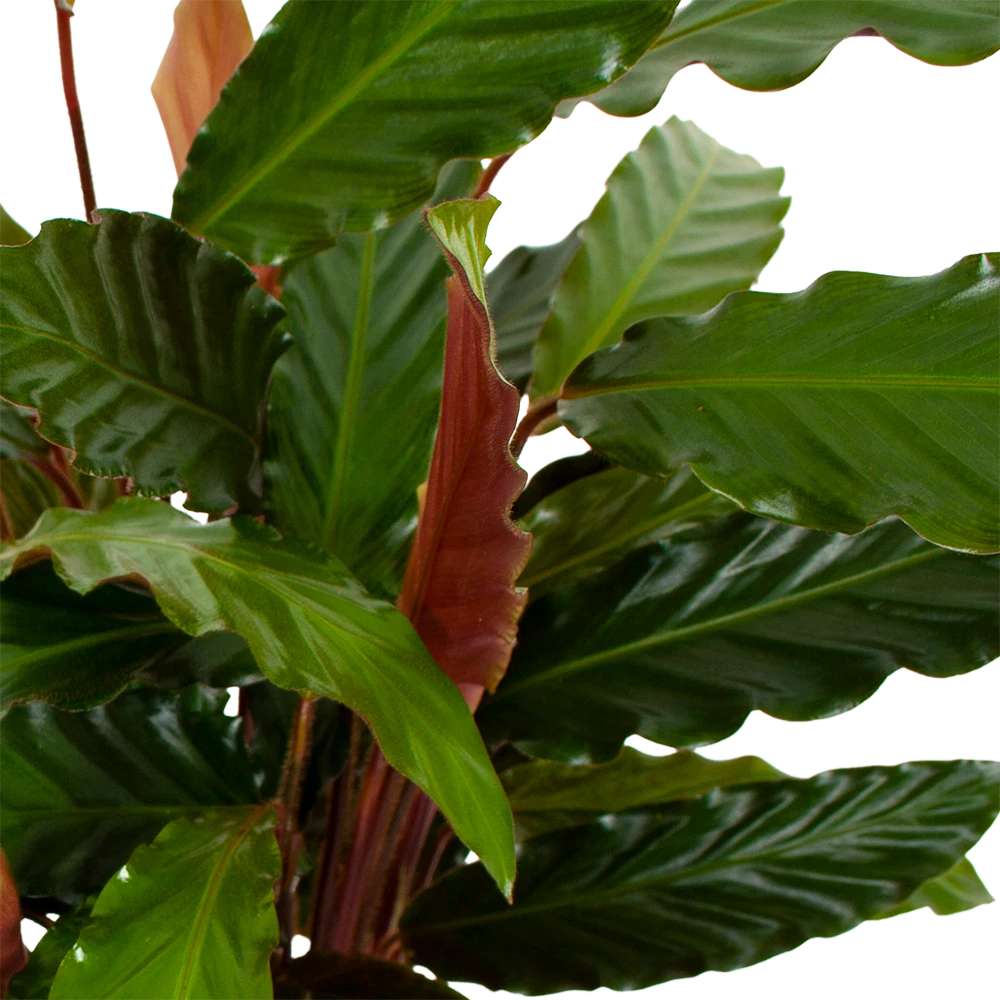 Calathea Rufibarba Wavestar - Pauwenplant - P19 H75 - Kamerplant 4 Calathea Rufibarba Wavestar - Pauwenplant - P19 H75 - Kamerplant - Image 2
