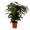 Calathea Rufibarba Wavestar - Pauwenplant - P21 H85 - Kamerplant -uinbenodigdheden Verkoop 2024 calathea rufibarba wavestar pauwenplant p21 h105 4