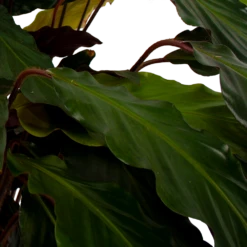 Calathea Rufibarba Wavestar - Pauwenplant - P21 H85 - Kamerplant 6 Calathea Rufibarba Wavestar - Pauwenplant - P21 H85 - Kamerplant -uinbenodigdheden Verkoop 2024 calathea rufibarba wavestar pauwenplant p21 h105 5