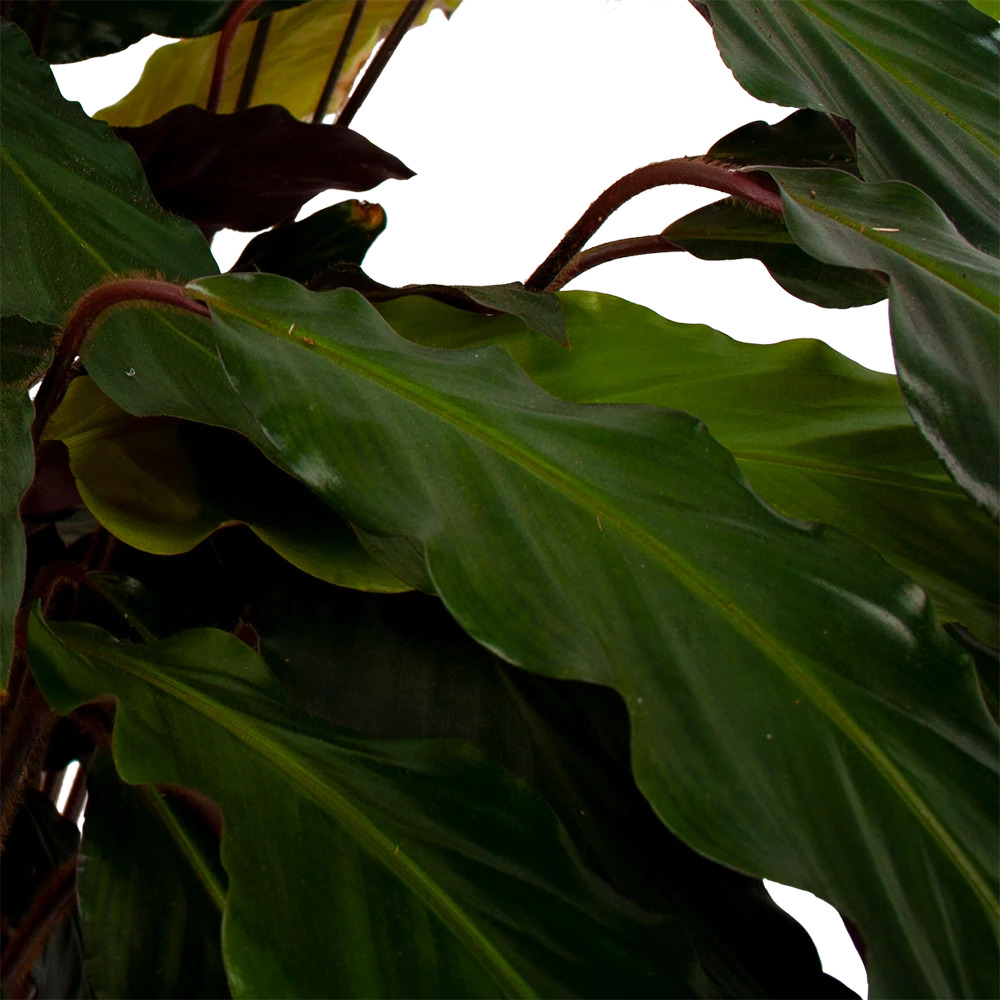 Calathea Rufibarba Wavestar - Pauwenplant - P21 H85 - Kamerplant 4 Calathea Rufibarba Wavestar - Pauwenplant - P21 H85 - Kamerplant - Image 2
