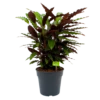 Calathea Rufibarba Wavestar - Pauwenplant - P27 H90 - Kamerplant -uinbenodigdheden Verkoop 2024 calathea rufibarba wavestar pauwenplant p27 h90 1 1