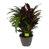 Calathea Rufibarba Wavestar - Pauwenplant - P32 H80 - Kamerplant -uinbenodigdheden Verkoop 2024 calathea rufibarba wavestar pauwenplant p32 h80 1