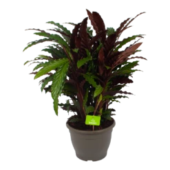 Calathea Rufibarba Wavestar - Pauwenplant - P32 H80 - Kamerplant
