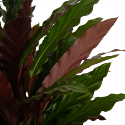 Calathea Rufibarba Wavestar - Pauwenplant - P32 H80 - Kamerplant -uinbenodigdheden Verkoop 2024 calathea rufibarba wavestar pauwenplant p32 h80 4