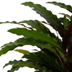 Calathea Rufibarba Wavestar - Pauwenplant - P32 H80 - Kamerplant -uinbenodigdheden Verkoop 2024 calathea rufibarba wavestar pauwenplant p32 h80 5