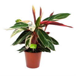 Calathea Stromante Triostar - Schaduwplant - P19 H60 - Kamerplant