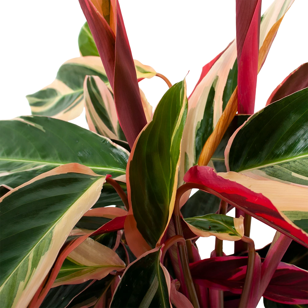 Calathea Stromante Triostar - Schaduwplant - P19 H60 - Kamerplant 4 Calathea Stromante Triostar - Schaduwplant - P19 H60 - Kamerplant - Image 2