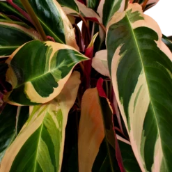 Calathea Stromante Triostar - Schaduwplant - P21 H105 - Kamerplant 6 Calathea Stromante Triostar - Schaduwplant - P21 H105 - Kamerplant -uinbenodigdheden Verkoop 2024 calathea stromante triostar schaduwplant p21 h105 5