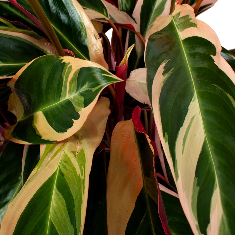 Calathea Stromante Triostar - Schaduwplant - P21 H105 - Kamerplant 4 Calathea Stromante Triostar - Schaduwplant - P21 H105 - Kamerplant - Image 2
