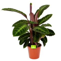 Gazebo Parts Direct Sales Store 22 Calathea Warcewiczii - Livingplant - P19 H75 - Kamerplant