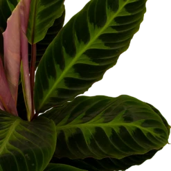 Gazebo Parts Direct Sales Store -uinbenodigdheden Verkoop 2024 calathea warcewiczii livingplant p19 h75 5 1