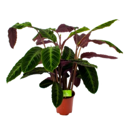 Gazebo Parts Direct Sales Store 12 Calathea Warcewiczii - Livingplant - P21 H75 - Kamerplant