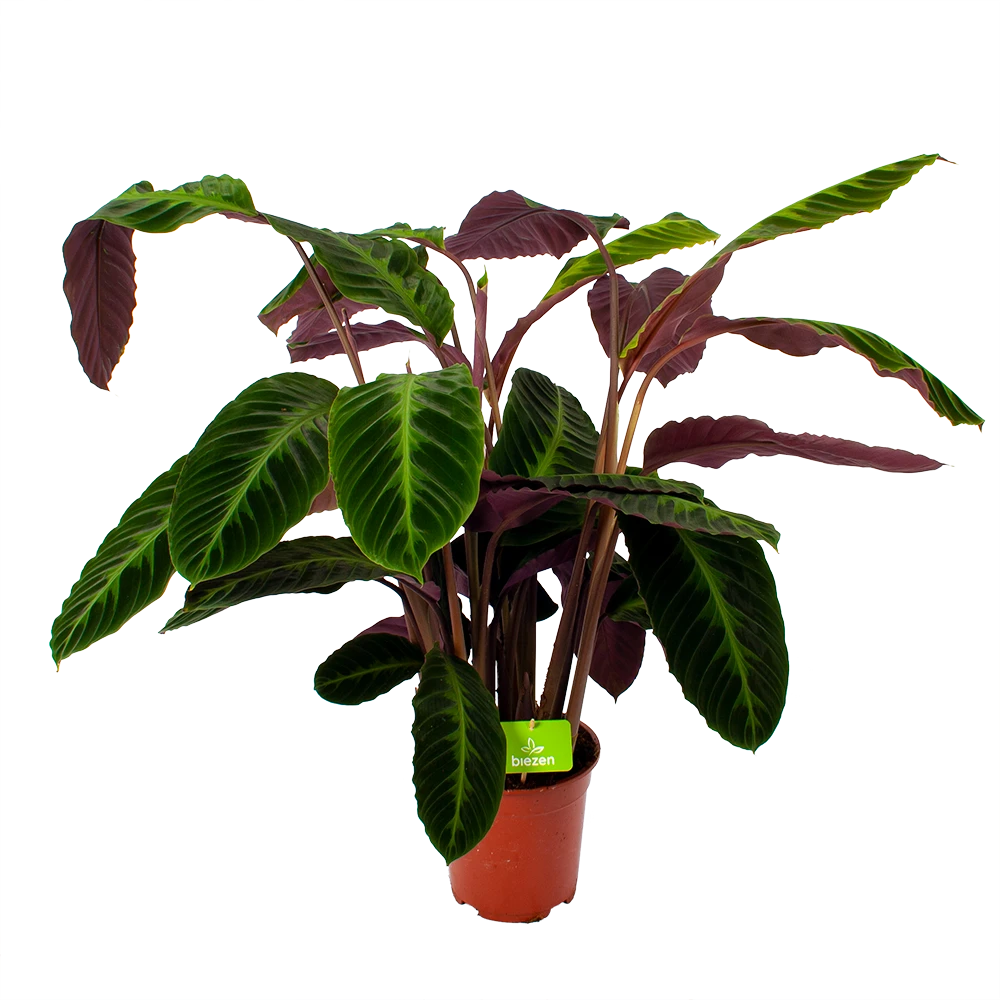 Calathea Warcewiczii - Livingplant - P21 H75 - Kamerplant 3 Calathea Warcewiczii - Livingplant - P21 H75 - Kamerplant