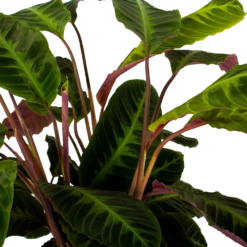 Gazebo Parts Direct Sales Store -uinbenodigdheden Verkoop 2024 calathea warcewiczii livingplant p21 h75 5 1