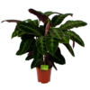 Calathea Warcewiczii - Livingplant - P21 H90 - Kamerplant 1 Calathea Warcewiczii - Livingplant - P21 H90 - Kamerplant -uinbenodigdheden Verkoop 2024 calathea warcewiczii livingplant p21 h90 1