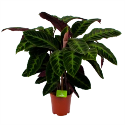 Gazebo Parts Direct Sales Store 14 Calathea Warcewiczii - Livingplant - P21 H90 - Kamerplant