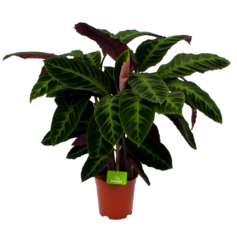 Calathea Warcewiczii - Livingplant - P21 H90 - Kamerplant 3 Calathea Warcewiczii - Livingplant - P21 H90 - Kamerplant