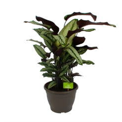 Gazebo Parts Direct Sales Store 28 Calathea Whitestar - Schaduwplant - P32 H80 - Kamerplant