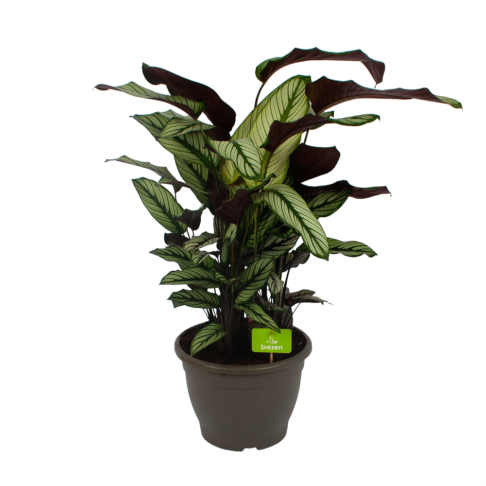 Calathea Whitestar - Schaduwplant - P32 H80 - Kamerplant 3 Calathea Whitestar - Schaduwplant - P32 H80 - Kamerplant