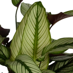 Gazebo Parts Direct Sales Store -uinbenodigdheden Verkoop 2024 calathea whitestar schaduwplant p32 h80 5