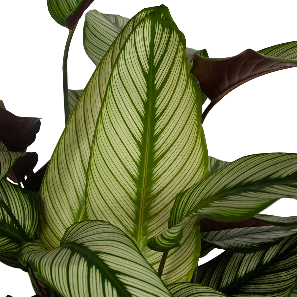 Calathea Whitestar - Schaduwplant - P32 H80 - Kamerplant 4 Calathea Whitestar - Schaduwplant - P32 H80 - Kamerplant - Image 2