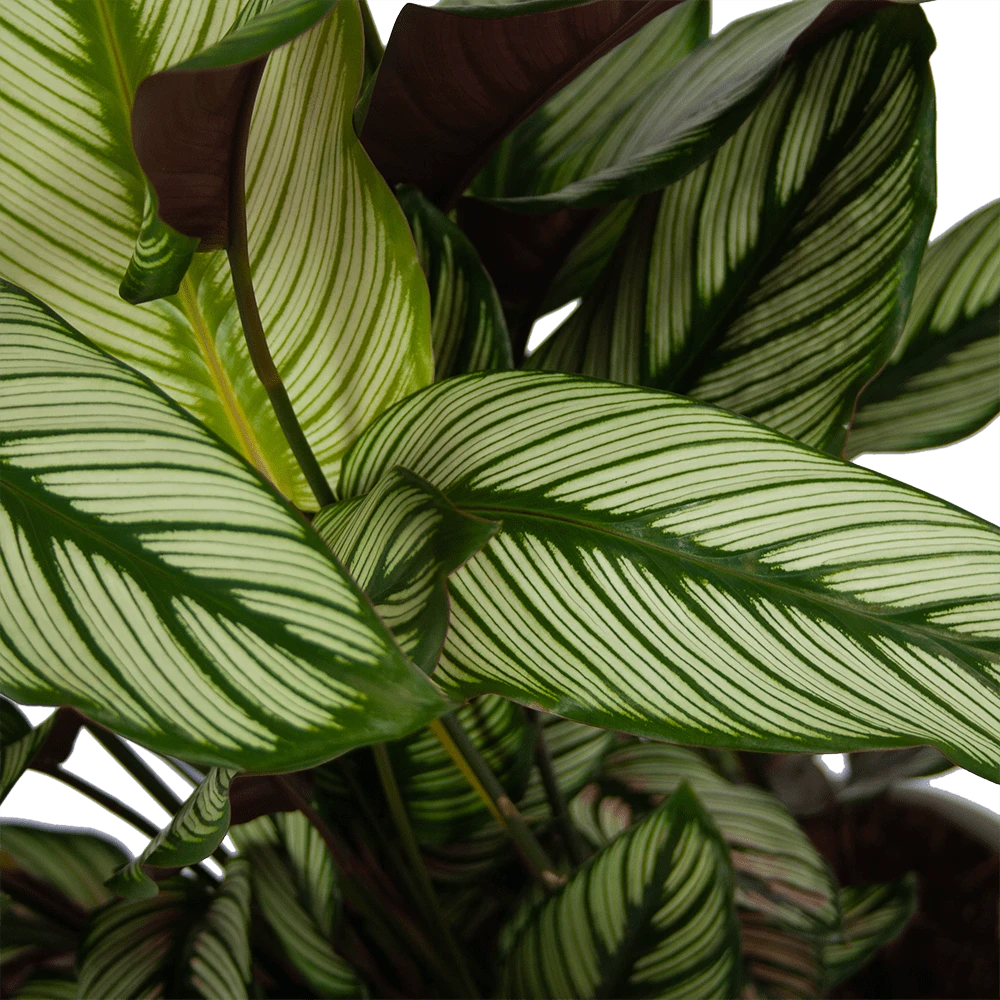 Calathea Whitestar - Schaduwplant - P32 H80 - Kamerplant 5 Calathea Whitestar - Schaduwplant - P32 H80 - Kamerplant - Image 3