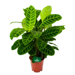 Calathea Zebrina - Livingplant - P19 H80 - Kamerplant