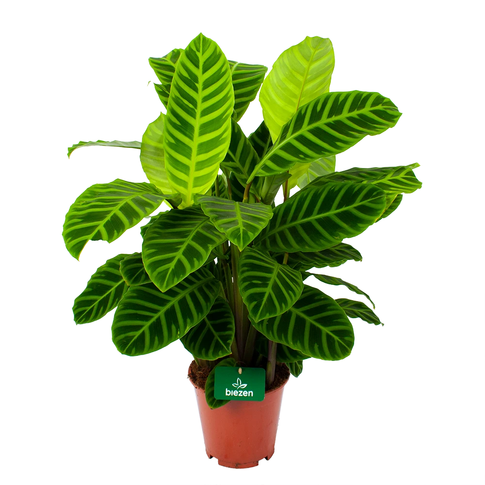 Calathea Zebrina - Livingplant - P19 H80 - Kamerplant 3 Calathea Zebrina - Livingplant - P19 H80 - Kamerplant