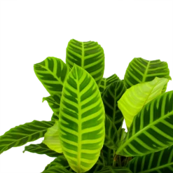 Calathea Zebrina - Livingplant - P19 H80 - Kamerplant 6 Calathea Zebrina - Livingplant - P19 H80 - Kamerplant -uinbenodigdheden Verkoop 2024 calathea zebrina livingplant p19 h65 5 1