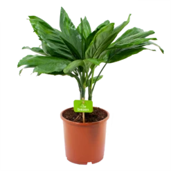 Chamaedorea Metallica Bergpalm - P17 H50 - Kamerplant