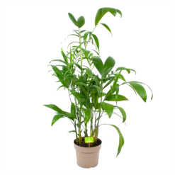 Chamaedorea Seifrizii - Bergpalm - P24 H100 - Kamerplant