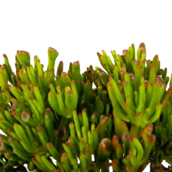 Crassula Ovata Gollum - P23 H50 - Kamerplant 6 Crassula Ovata Gollum - P23 H50 - Kamerplant -uinbenodigdheden Verkoop 2024 crassula ovata gollum p23 h50 5 1