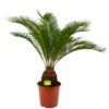 Cycas Revoluta - Vredespalm - P24 H85 - Kamerplant 1 Cycas Revoluta - Vredespalm - P24 H85 - Kamerplant -uinbenodigdheden Verkoop 2024 cycas revoluta vredespalm p24cm h85cm 4