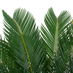 Cycas Revoluta - Vredespalm - P24 H85 - Kamerplant -uinbenodigdheden Verkoop 2024 cycas revoluta vredespalm p24cm h85cm 5