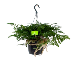 Davallia Teyermannii - In Hangpot - P17 H30 - Kamerplant