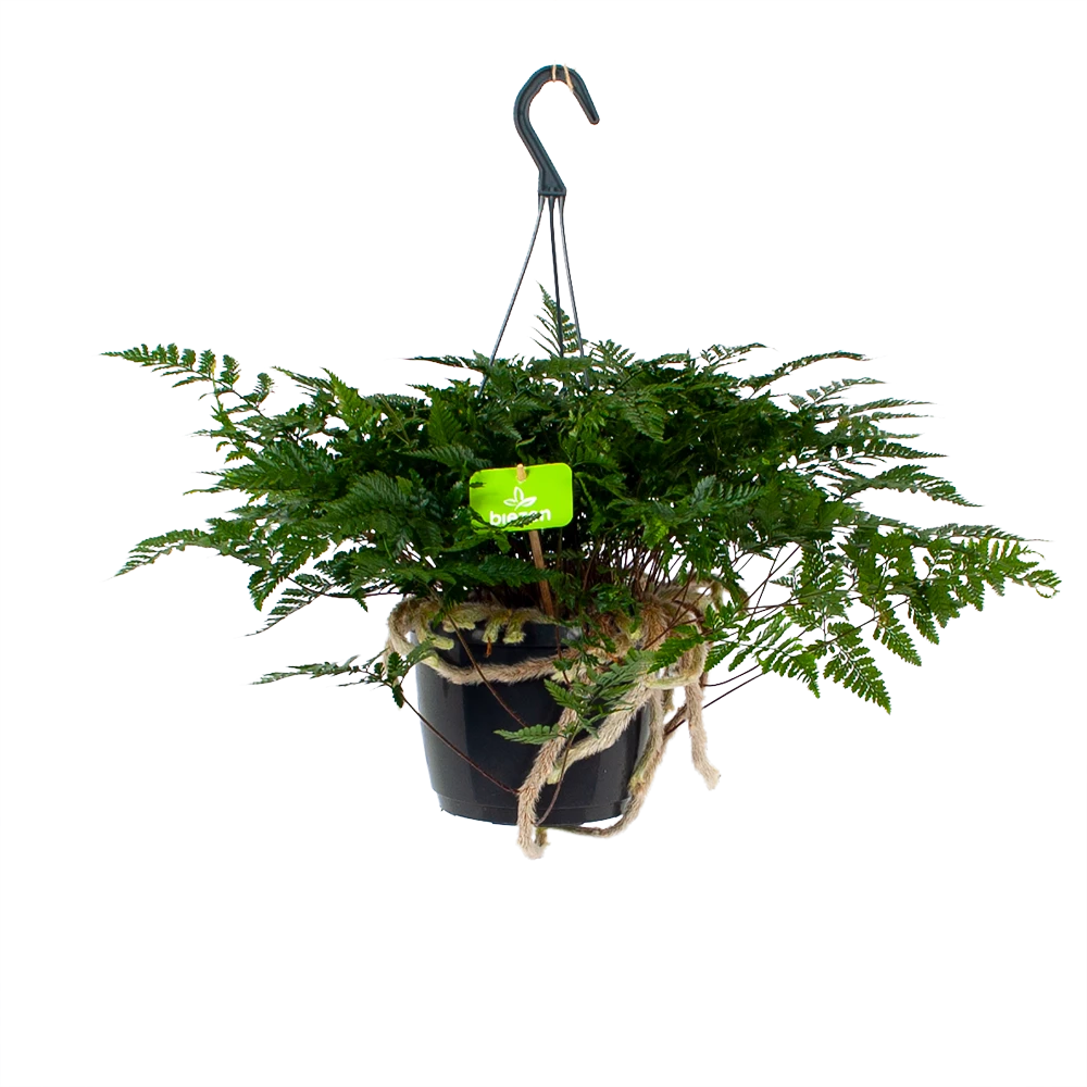 Davallia Teyermannii - In Hangpot - P17 H30 - Kamerplant 3 Davallia Teyermannii - In Hangpot - P17 H30 - Kamerplant