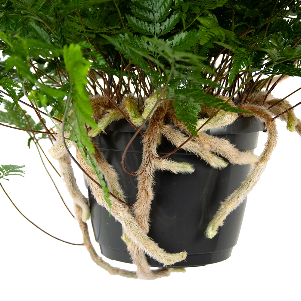 Davallia Teyermannii - In Hangpot - P17 H30 - Kamerplant 4 Davallia Teyermannii - In Hangpot - P17 H30 - Kamerplant - Image 2