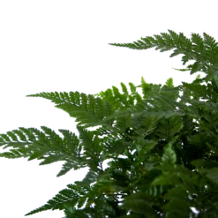 Davallia Teyermannii - In Hangpot - P17 H30 - Kamerplant 8 Davallia Teyermannii - In Hangpot - P17 H30 - Kamerplant -uinbenodigdheden Verkoop 2024 davallia teyermannii in hangpot p17 h30 6