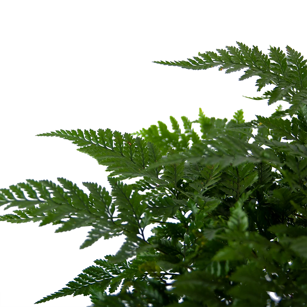 Davallia Teyermannii - In Hangpot - P17 H30 - Kamerplant 5 Davallia Teyermannii - In Hangpot - P17 H30 - Kamerplant - Image 3