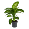 Dieffenbachia Seguine 'Reeva' - P19 H60 - Kamerplant 1 Dieffenbachia Seguine 'Reeva' - P19 H60 - Kamerplant -uinbenodigdheden Verkoop 2024 dieffenbachia seguine reeva p19 h60 1