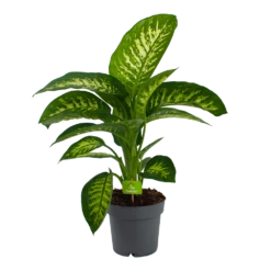Dieffenbachia Seguine 'Reeva' - P19 H60 - Kamerplant