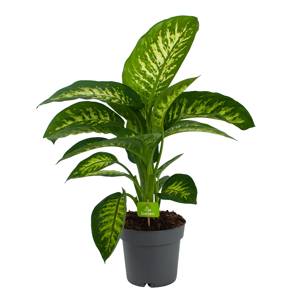 Dieffenbachia Seguine 'Reeva' - P19 H60 - Kamerplant 3 Dieffenbachia Seguine 'Reeva' - P19 H60 - Kamerplant