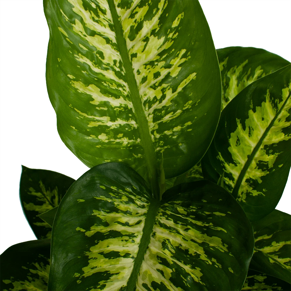 Dieffenbachia Seguine 'Reeva' - P19 H60 - Kamerplant 4 Dieffenbachia Seguine 'Reeva' - P19 H60 - Kamerplant - Image 2