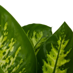 Dieffenbachia Seguine 'Reeva' - P19 H60 - Kamerplant 8 Dieffenbachia Seguine 'Reeva' - P19 H60 - Kamerplant -uinbenodigdheden Verkoop 2024 dieffenbachia seguine reeva p19 h60 6