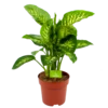 Dieffenbachia Seguine 'Reeva' - P24 H90 - Kamerplant 1 Dieffenbachia Seguine 'Reeva' - P24 H90 - Kamerplant -uinbenodigdheden Verkoop 2024 dieffenbachia seguine reeva p24 h90 1 1